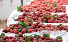 Mỹ tăng gần gấp đôi mua mặt hàng ‘cây nhà lá vườn’ của Việt Nam: Thu hơn 100 triệu USD trong quý 1