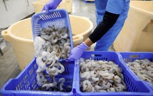 Nước xuất khẩu tôm lớn nhất sang Mỹ ‘đau đầu’ vì ông Trump: Dân hối hận vì nuôi tôm, doanh nghiệp nói ‘trò chơi kết thúc’ nếu thuế quan có hiệu lực