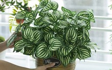 Loài cây có lá độc lạ, nhiều người lầm tưởng là họ hàng của dưa hấu, nhưng thật ra chẳng có "huyết thống" gì!