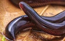 Việt Nam có 1 loài bé chỉ 10 cm, "có mắt như mù" theo đúng nghĩa đen, không cần con đực vẫn sinh sản tốt