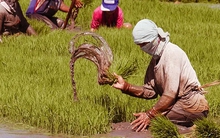 Quốc gia mua gạo nhiều nhất từ Việt Nam với 4 triệu tấn/năm đang 'bơm' tiền đầu tư cho nông dân tự trồng lúa