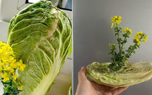 Cây cải thảo "chữa lành" cho 300.000 người, nữ chủ nhân nổi tiếng ngay trong đêm