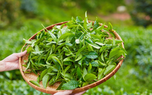 Việt Nam có 1 loại lá giúp chống rụng tóc, kích thích mọc tóc con: Dùng đúng cách phòng được cả ung thư