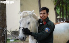 Chiến mã diễu hành dịp 30/4 được chăm sóc đặc biệt ra sao?