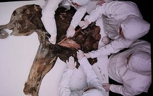 Các nhà khoa học chuẩn bị đối phó với loại virus mới có thể gây ra đại dịch tiếp theo trên toàn cầu