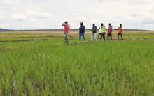 Sở Nông nghiệp Angola đến tận nơi xem team châu Phi cách trồng lúa, bất ngờ khi người Việt giúp dân bản hoàn toàn miễn phí