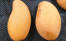 Mua xoài phải biết chọn quả "đực": Thịt dày, hạt mỏng, thơm ngọt – Học ngay vài mẹo này, chọn đâu trúng đó!