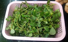 Loại rau này được ví như "thần dược của người nghèo": Chợ nào cũng bán nhưng ít người biết lối mua