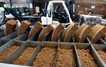 Hàng nghìn tấn hàng từ Việt Nam đổ bộ Mỹ với giá đắt đỏ: 1/3 thế giới đua nhau săn lùng, nước ta sở hữu diện tích trồng hơn 900.000 ha