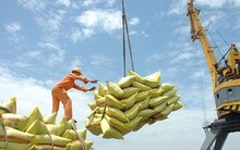 Gạo Việt xuất khẩu lấy lại vị thế ‘đắt giá nhất thế giới’