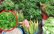 Loại rau dại xưa nhổ vứt đi, giờ được ví như "vàng trên mặt đất": Nhà giàu thi nhau mua!