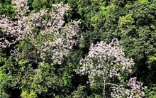 "Vương giả chi hoa" nở trên núi đá vôi Quảng Trị