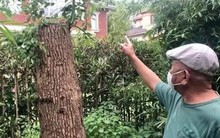 Cắt tỉa cây long não mọc trong vườn nhà, người đàn ông bất ngờ bị khởi kiện, tòa tuyên bố: Phải bồi thường 500 triệu đồng