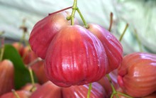 Trái mận 'lạ' giá cao đang gây sốt