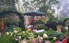 Từng là người không trồng nổi 1 cọng hành, giờ đây tôi đã trở thành “thợ làm vườn chuyên nghiệp”