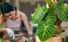 5 loại cây phong thủy trồng trong nhà sẽ giúp bạn hút tài lộc, không thất thoát tiền bạc!