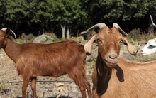 Giới khoa học bối rối khi phát hiện đàn dê sống sót hơn 250 năm trên đảo hoang không có nước ngọt