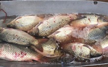 Gặp loại cá này ở chợ thì mua ngay, ngon hơn cao lương mỹ vị, bổ ngang tổ yến nhân sâm