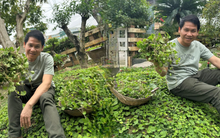 Ca sĩ Trọng Tấn khoe "cả tạ" rau, chẳng cần chăm bón mà vẫn mơn mởn, netizen hào hứng gợi ý đủ món ngon