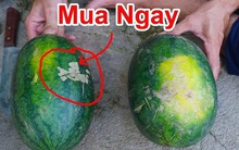 Vỗ rát cả tay không mua nổi quả dưa hấu xịn, bỏ đi - học 8 mẹo này đảm bảo chọn "bách phát bách trúng"!