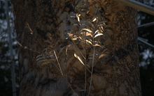 Nữ nghệ sĩ thổi hồn vào thân cây đổ, "hồi sinh" những “mảnh vỡ” của thiên nhiên