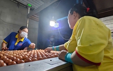 Tin vui cho trứng, thịt xuất ngoại