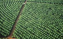 Hàng chục nghìn tấn 'hạt vàng' của Việt Nam đổ bộ Mỹ với giá cực đắt, thuế nhập khẩu 0%