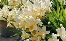 5 loài hoa "ướp hương mùa hè", mùi thơm sánh ngang nước hoa Pháp, dễ trồng hơn ăn kẹo