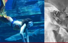 ‘Nàng tiên cá’ bị cá mập cắn tàn phế trong thủy cung