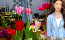 Khu vườn sân thượng nhỏ nhưng bốn mùa đều đẹp như tranh vẽ, không khi nào là hết hoa tươi!