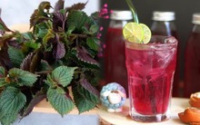 Việt Nam có loại lá tốt ngang "kem chống nắng tự nhiên", giúp tăng sinh collagen: Cần ghi nhớ hai lưu ý khi sử dụng