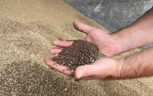 Hàng trăm nghìn tấn hàng giá rẻ từ Lào, Trung Quốc vừa đổ bộ Việt Nam: Sắp chịu thuế GTGT 5%, là 'cứu tinh' của nông sản Việt