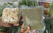 Lo giá đỗ ngâm hóa chất, người tiêu dùng "săn" giá ốm, rễ dài ở chợ xanh