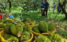 Chuyên gia nêu nguyên nhân giá sầu riêng lao dốc