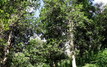 Việt Nam sở hữu loại cây lấy hoa quý hiếm trên thế giới, thu về hơn 300 tỷ đồng trong 3 tháng đầu năm