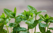 Việt Nam có 1 loại lá giá rẻ giúp chống rụng tóc, kích thích mọc tóc con: Dùng đúng cách trị đủ thứ bệnh