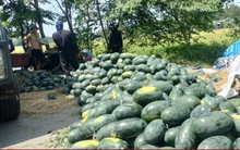 Dưa hấu mất mùa, rớt giá, nông dân Quảng Nam 'đứng ngồi không yên'