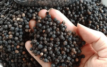 Giá hồ tiêu xuất khẩu của Việt Nam tiếp tục tăng