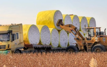 Trung Quốc siết nhập khẩu từ Mỹ: Nhiều mặt hàng chủ lực giảm tới 90%, có sản phẩm về 0