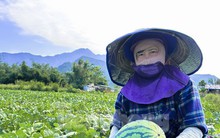 Dưa hấu được mùa rớt giá, nông dân Đà Nẵng đứng ngồi không yên