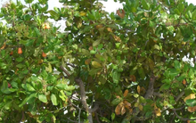 Campuchia gửi 98% sản lượng một loại ‘báu vật’ sang Việt Nam: Thuế nhập khẩu 0%, nước ta là ‘trùm’ xuất khẩu của thế giới