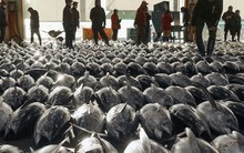 'Siêu thực phẩm' của Việt Nam sang Nga đắt hàng kỷ lục: thuế nhập khẩu 0%, hơn 75 quốc gia trên thế giới đều ưa chuộng