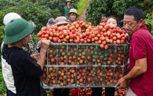 Vải thiều Bắc Giang dự báo trúng mùa, sản lượng lên tới 165 nghìn tấn