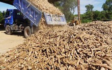 Việt Nam sở hữu 'vựa lúa dưới lòng đất' được Nhật Bản đổ tiền thu mua hàng nghìn tấn: xuất khẩu tăng đột biến hơn 400%, giá giảm mạnh