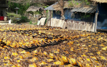 Sau sầu riêng, Lào vừa xuất khẩu thêm một mặt hàng sang Trung Quốc: Sẽ cạnh tranh với Nga, Việt Nam, công suất 500.000 tấn mỗi năm