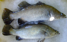 Gặp loài cá này ở chợ nên mua ngay, ngon hơn cao lương mỹ vị, bổ hơn cả cá hồi mà không hề ngấy