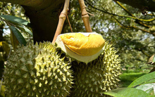 Sầu riêng 'made in China' đến ngày hái quả: Giá đắt gấp đôi so với sầu riêng nhập khẩu, sản lượng năm 2025 ra sao so với Thái Lan, Việt Nam?