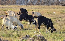 Cụm công nghiệp 250 tỉ đồng tại Đà Nẵng thành nơi chăn thả gia súc