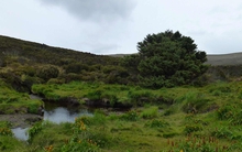 Cái cây cô đơn nhất hành tinh nắm giữ bí mật có thể thay đổi thế giới