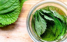 Việt Nam có 1 loại lá ăn thì cay nhưng lại giàu omega-3, giúp ổn định mỡ máu, chống tia UV như kem chống nắng tự nhiên